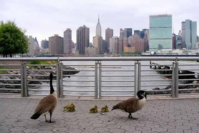 Photograph of geese in Gantry Park by themikebot on Flickr